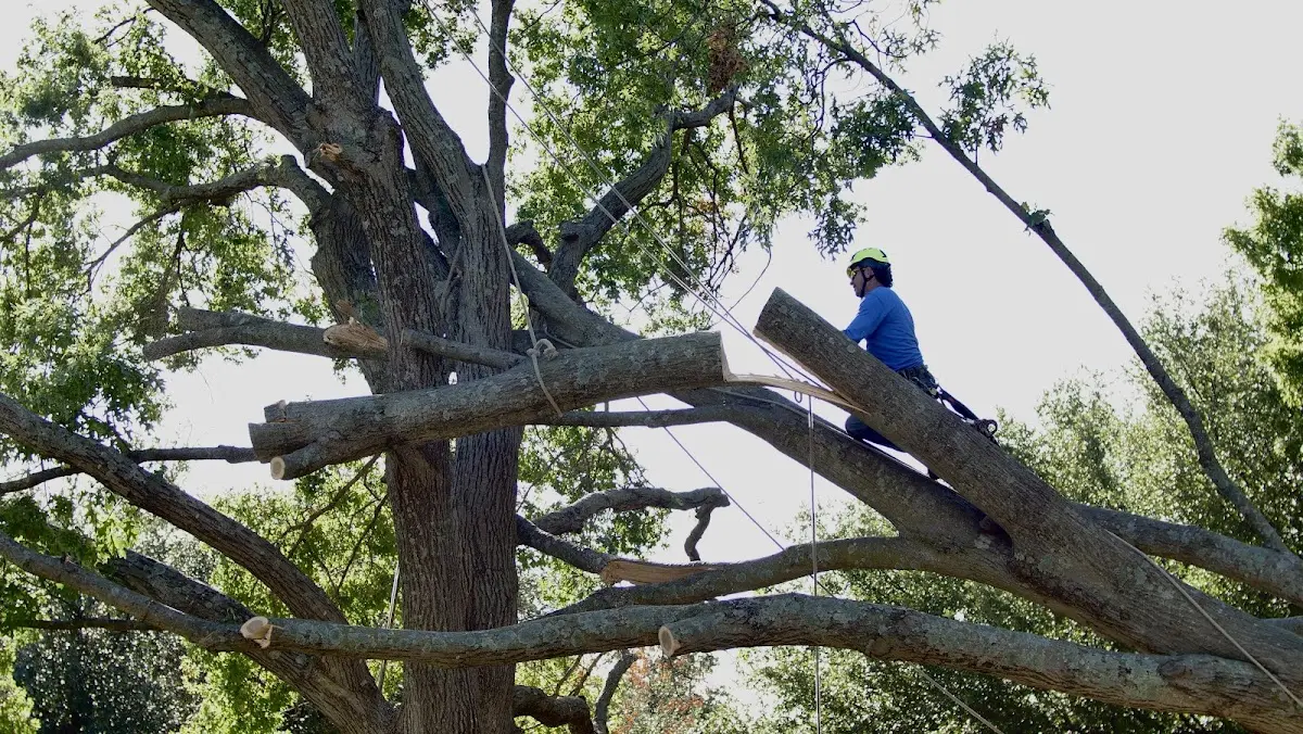 Professional Crown Thinning performed by certified arborists in West Cornwall